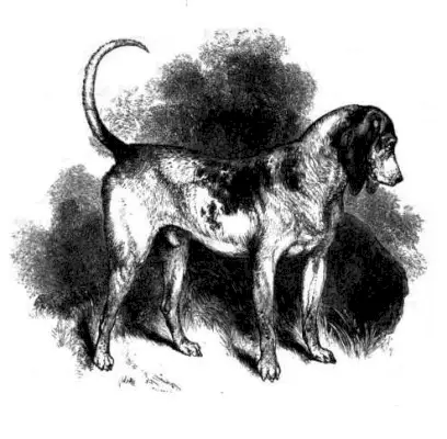 Илустрација пса јужног гонича