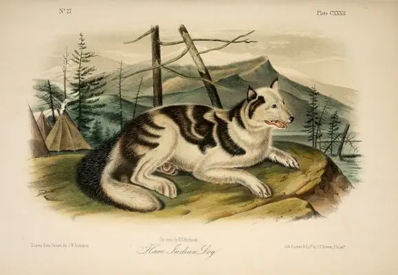 Харе индијски пас изумро