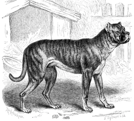 Норфолк шпанијел изумрла раса паса