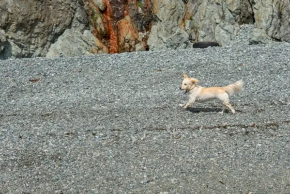 Cachorro Alopekis corriendo afuera