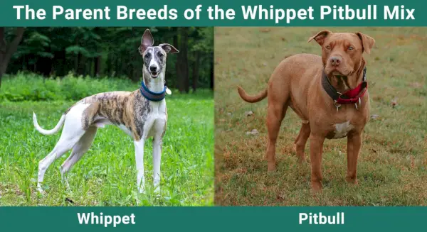 Родителските породи на смесица Whippet Pitbull