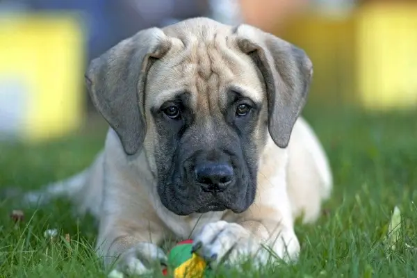 catelus mastiff englez