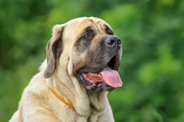 mastiff englez