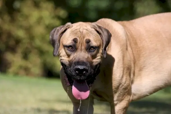 Mastiff englezesc saliva