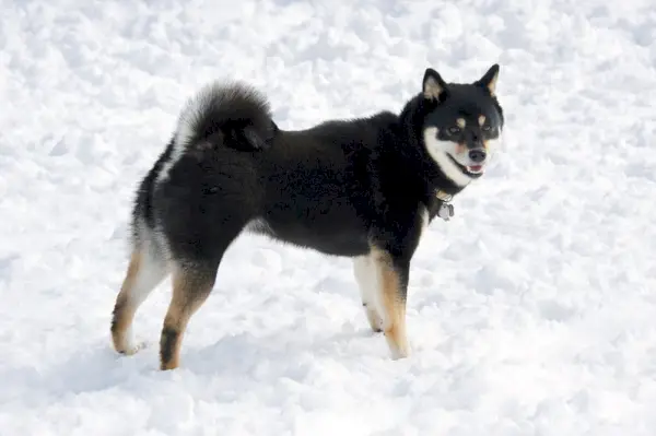 czarny podpalany shiba inu na śniegu