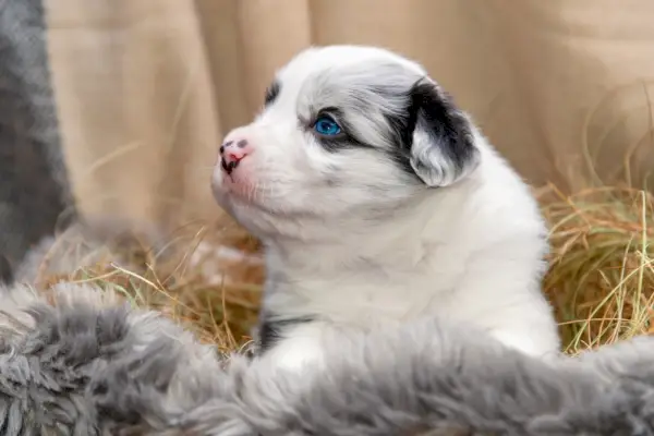 Schattig driekleurig blauw merle Bordercollie-puppy met blauwe ogen, liggend in een mand met hooi