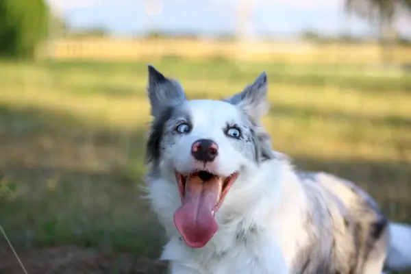 Blue merle Border Collie blij liggend op een open veld