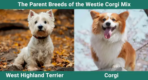Die Elternrassen des Westie Corgie Mix