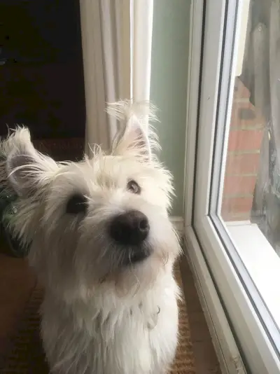 Weißer Westie-Corgie-Mix-Hund am Fenster