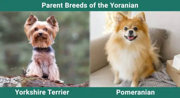 Rodičovská_plemena_Yoranský