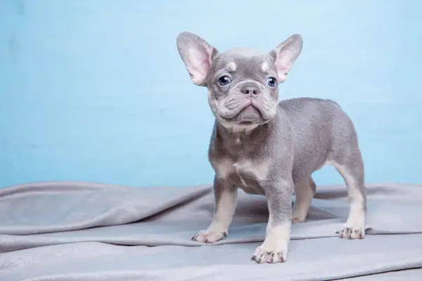 Basset-Hound ao ar livre