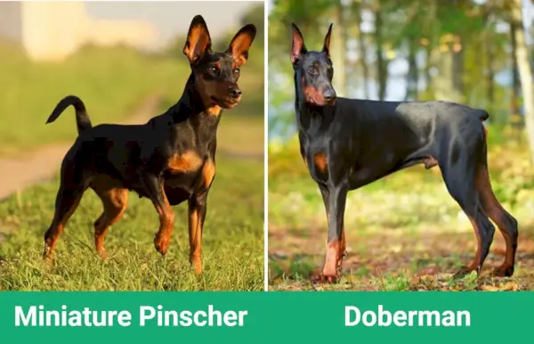 Pinscher nain côte à côte Doberman