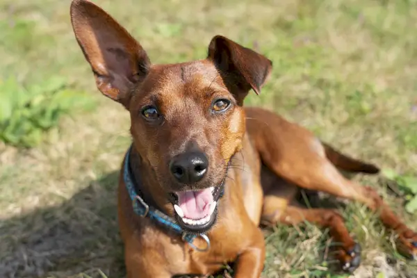 pinscher nain marron