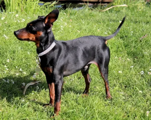pinscher nain