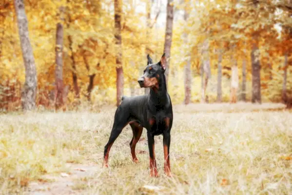dobermann pinscher debout sur l'herbe