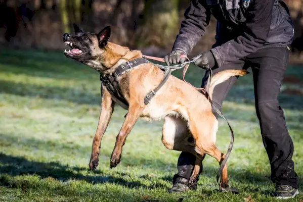 chien malinois belge agressif
