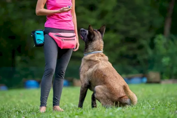 malinois belge avec son propriétaire