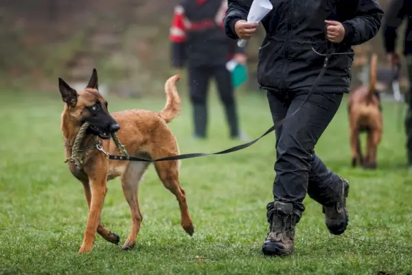 belge-malinois avec propriétaire au parc