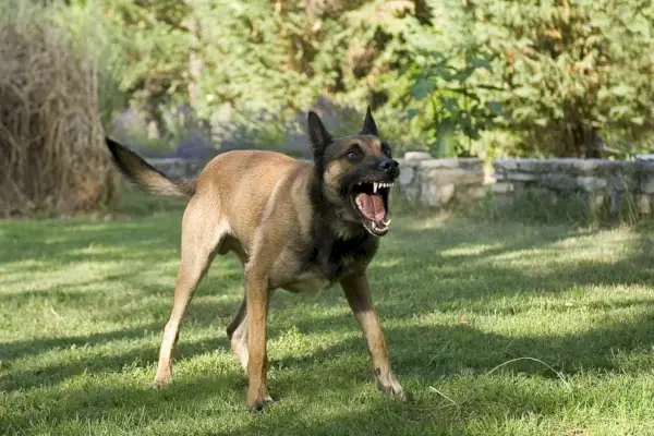 chien de berger belge malinois qui aboie