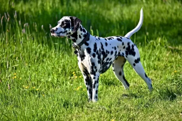 Chien dalmatien debout sur une herbe