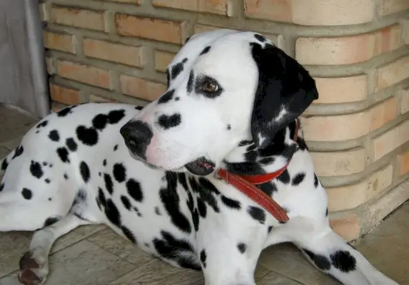 collier rouge dalmatien