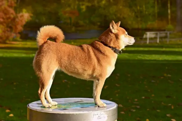 Chien Shiba Inu