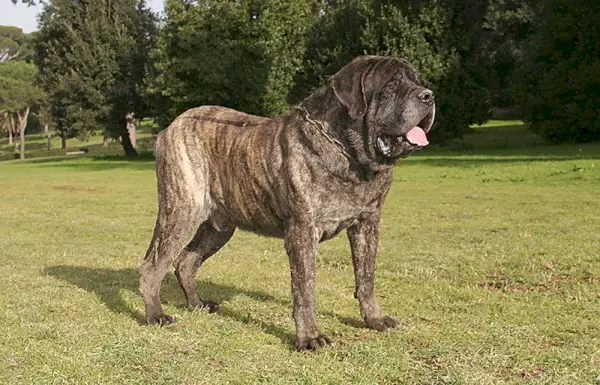 brindle mastiff hund står mitt i parken