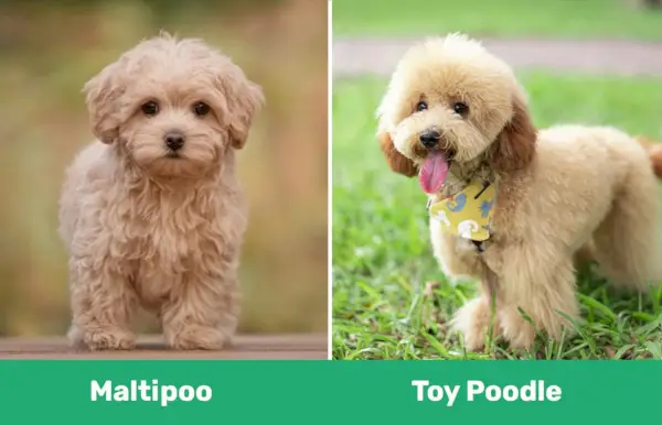 Maltipoo vs Poodle Toy