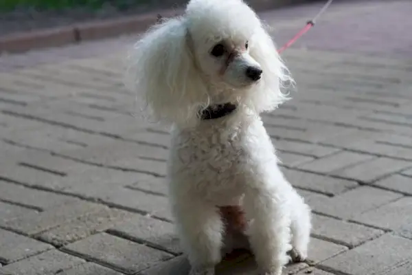 cachorro poodle branco na coleira sentado em um caminho de azulejos em um parque da cidade durante uma caminhada