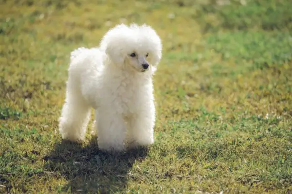 Cão poodle de brinquedo branco na grama ao pôr do sol