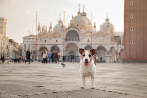 jack-russel-terrier-câine-lângă-biserică