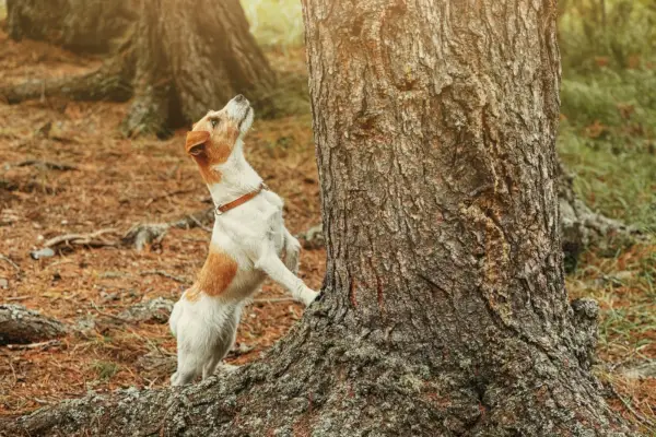 jack-russel-terrier-caine-stand-lânga-un-copac
