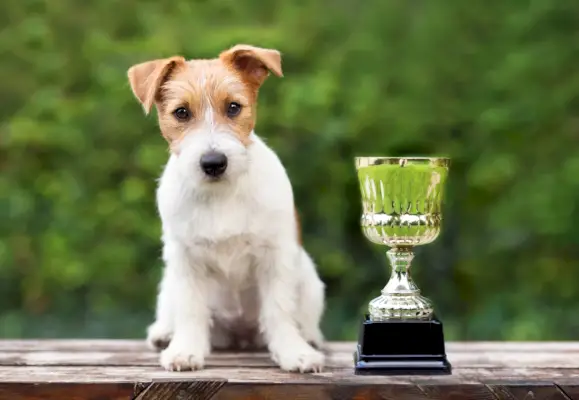 caine-jack-russell-terrier-sezat-lânga-o-cupa-câștigătoare