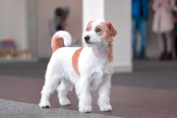Jack-Russell-Terrier-în-expoziție