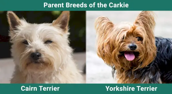 Parent_breeds_Carkie