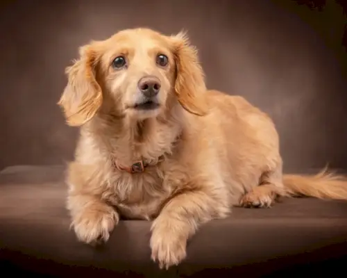 כלב תחש שמנת אנגלי על הספה