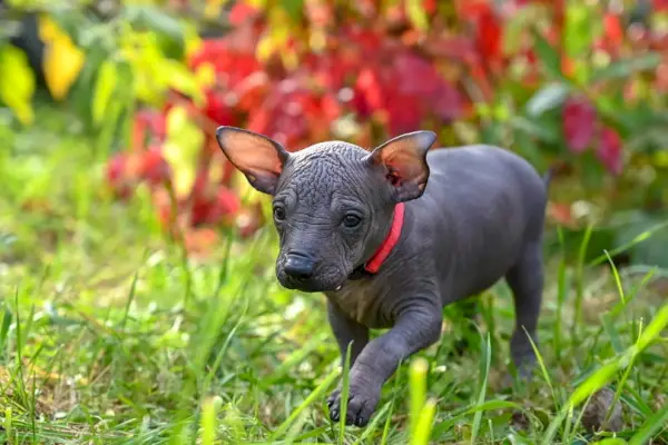 גור Xoloitzcuintle חמוד