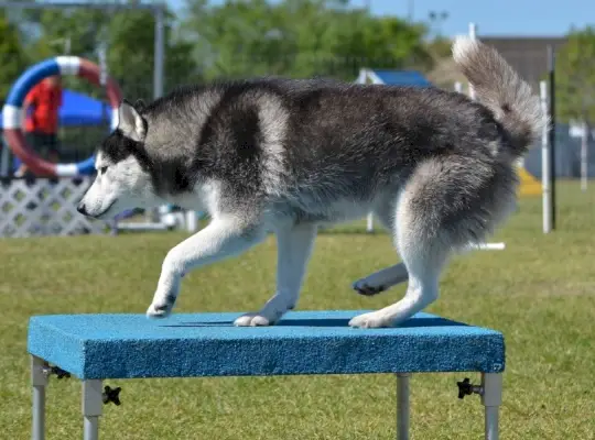szibériai husky agility szünet asztalon