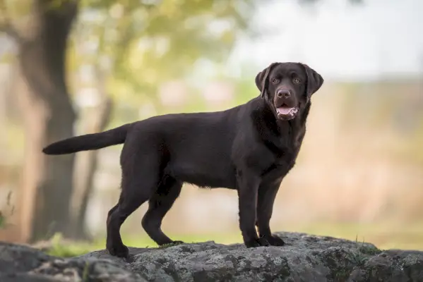 šokolādes labradora retrīvera suns, kas stāv ārā
