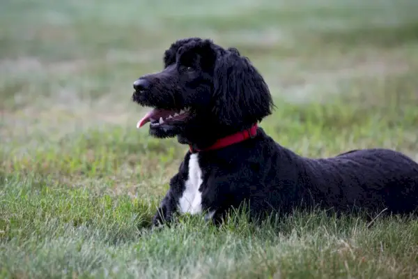 Portugāļu ūdens suns