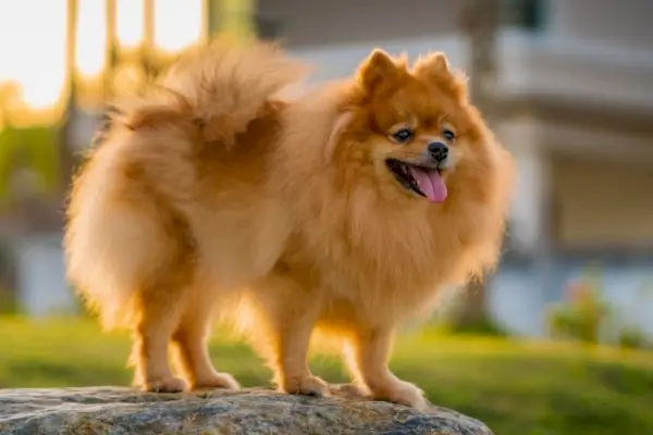 браон померанац који стоји на стени