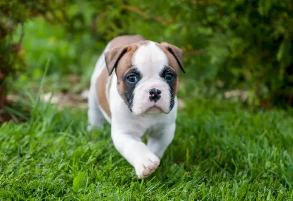 een amerikaanse bulldog-puppy die op gras loopt
