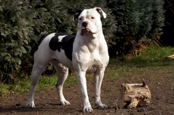 zwart-witte Amerikaanse bulldog