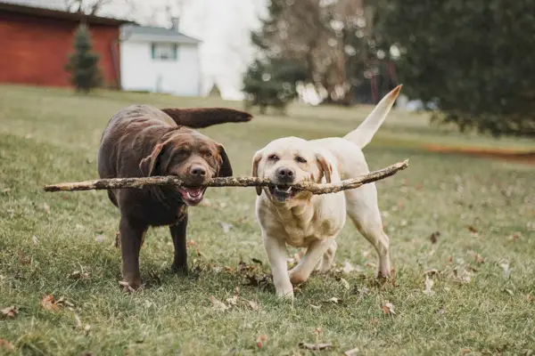 dos labrador retriever anglesos jugant