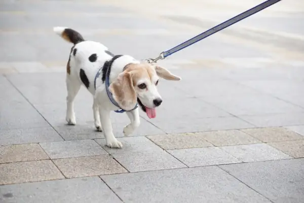 Beaglemation dog_Sutiwat Prutthiprasert_Shutterstock