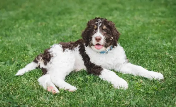 Bernedoodle_Cavan-Images_Shutterstock