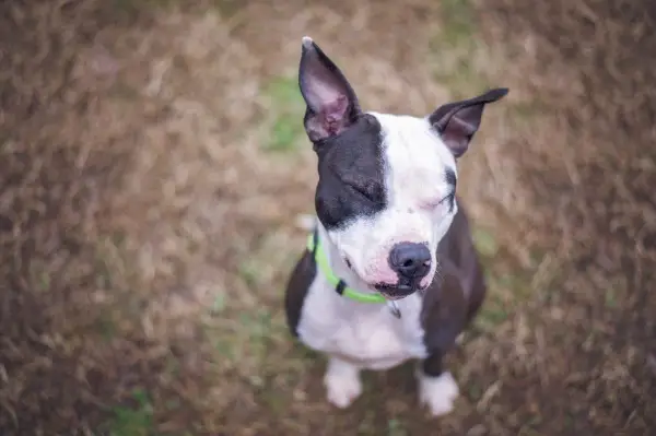 boston-bull-terrier
