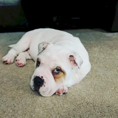 Bullpei-puppy_Gracie1996_shutterstock