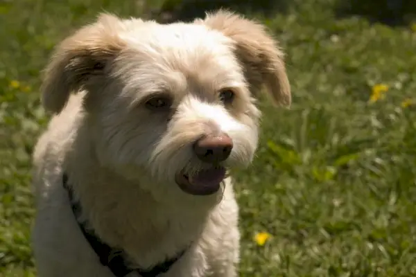 eskapoo_Zeljka, Shutterstock