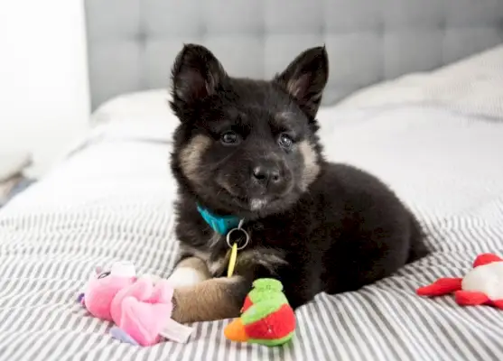 Cane di razza mista Akita Shepherd